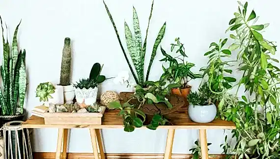 Salon bitkilerinin hızlı büyümesini nasıl sağlayabiliriz?