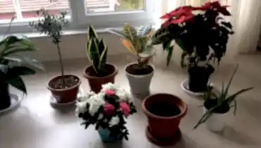 Saksıda çiçek yetiştirmek için hangi topraktan almalıyız?
