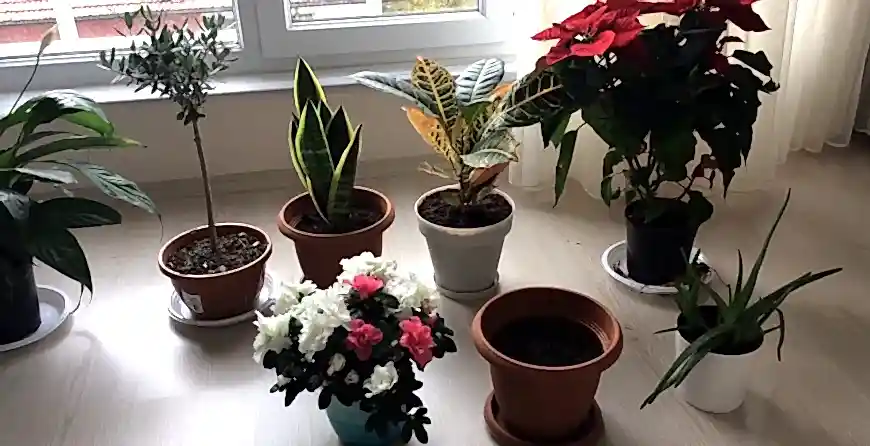 Saksıda çiçek yetiştirmek için hangi topraktan almalıyız?